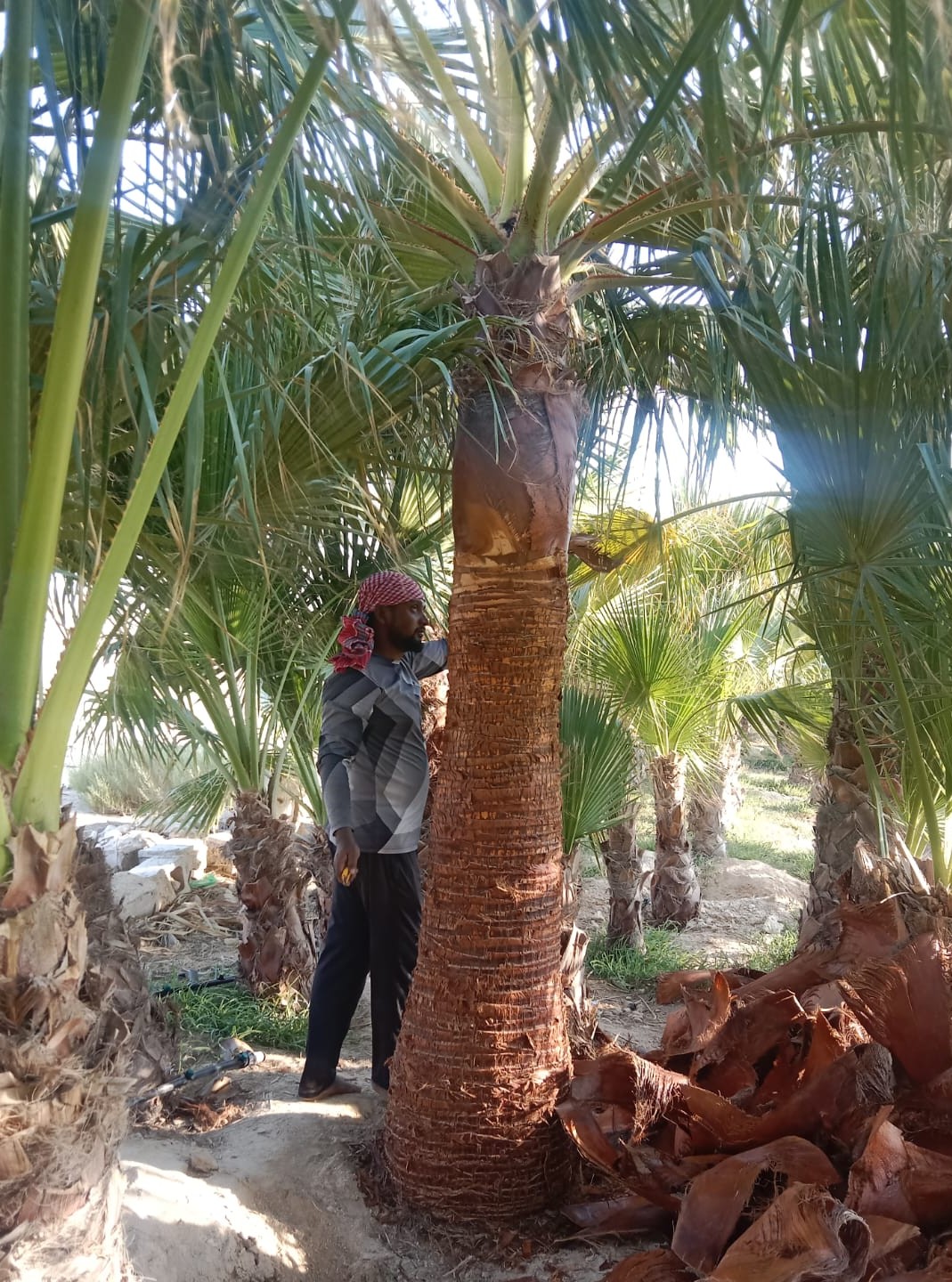 MD APU YEASIN - Portfolio 1