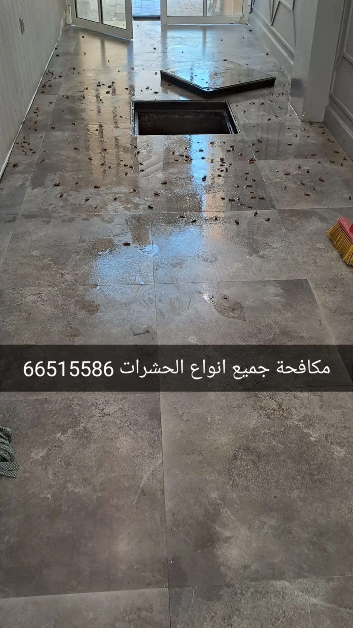 مكافحة حشرات - Portfolio 1