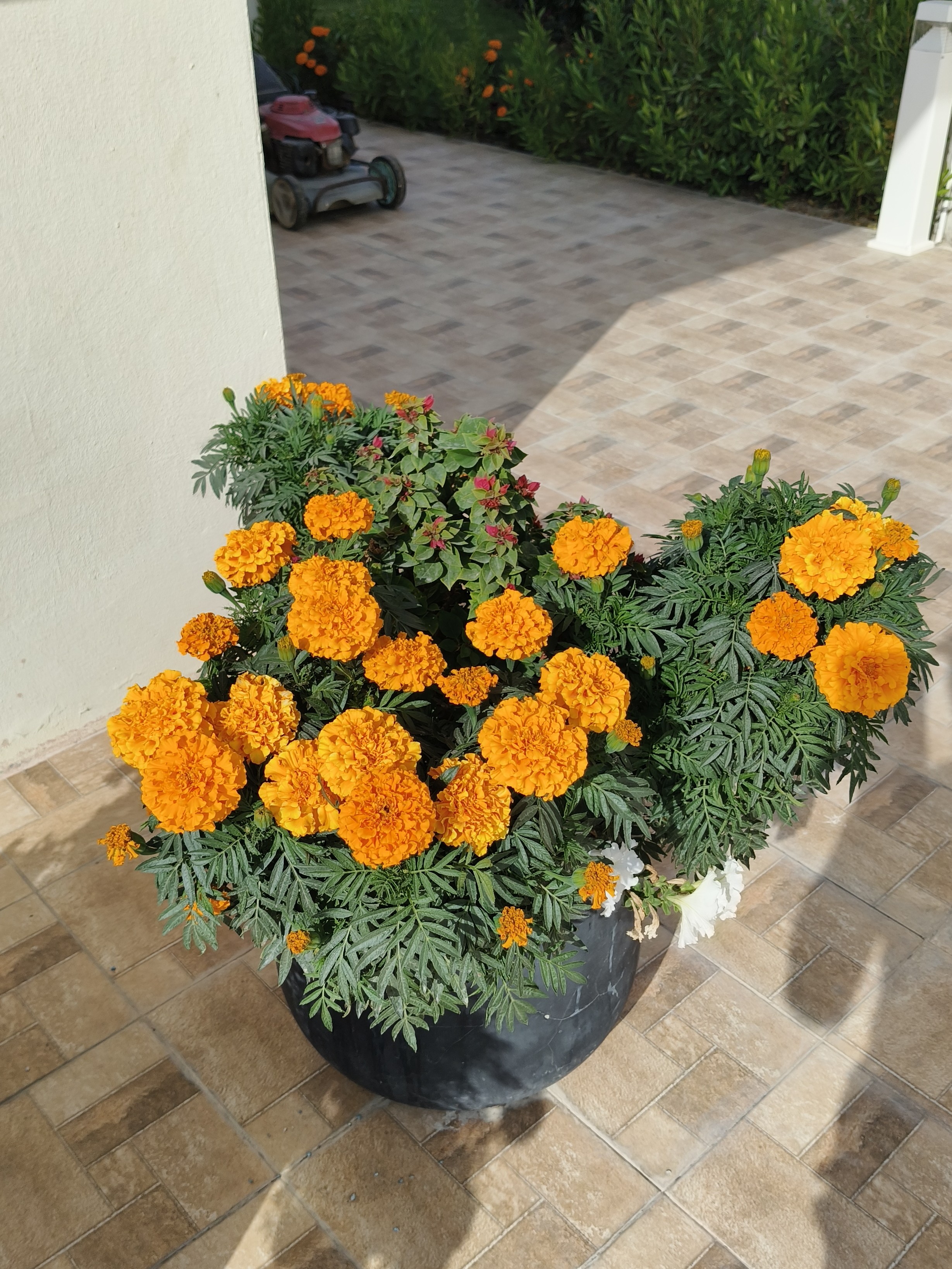 Emad Zahran - Portfolio 1