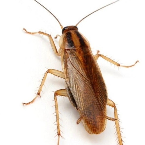 ادفيون لمكافحة الحشرات